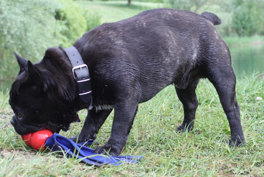 Dog munches on toy